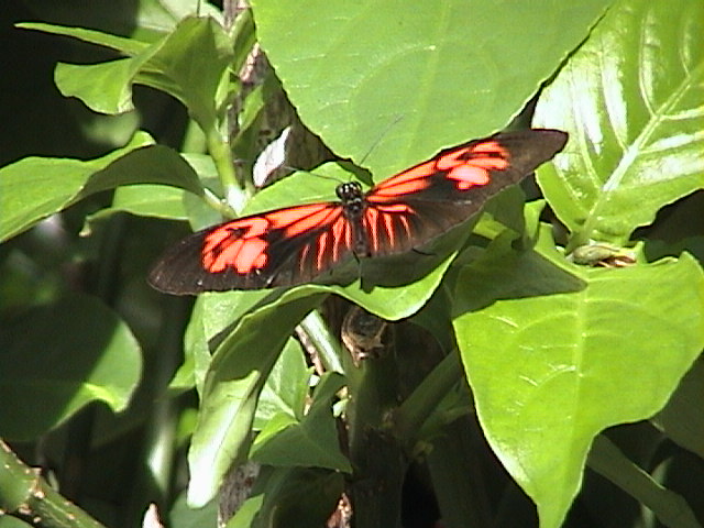 orange_butterfly3.jpg